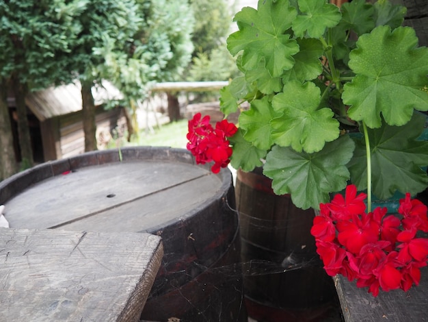 Rode zonale geraniums in ontwerp Pelargonium peltatum is een soort pelargonium bekend onder de gewone namen Pelargonium grandiflorum Cranesbill of Crane'sbill Groene bladeren Sierteelt en tuinbouw