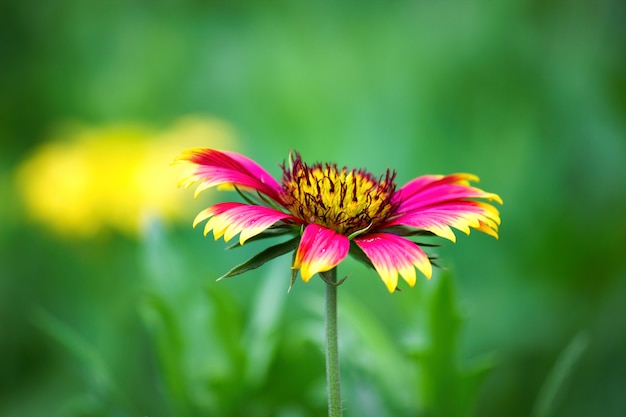 Rode zonnebloem