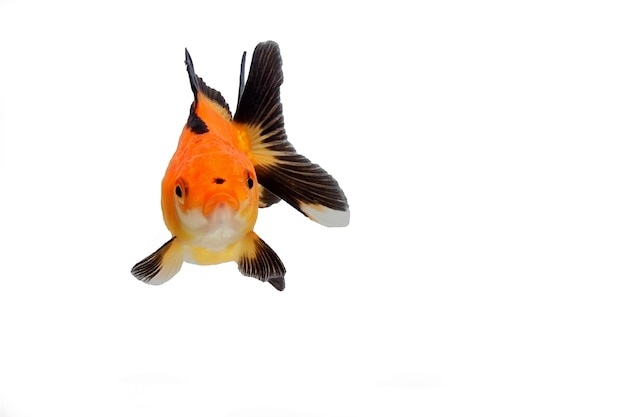 Rode zwarte oranda Fancy goudvis op witte achtergrond