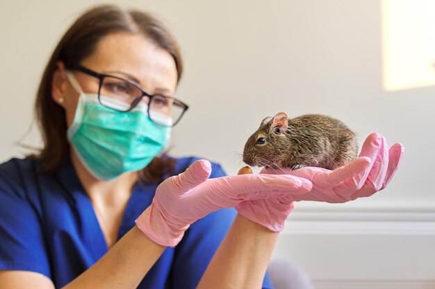 Rodent Chilean degu squirrel examined by doctor veterinarian, diagnosis and treatment of pets