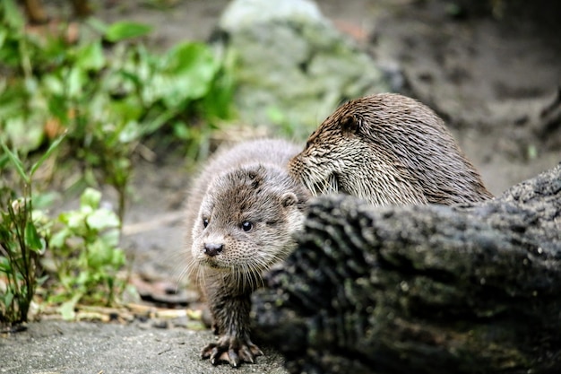 陸上のネズミ
