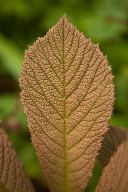Rodgersia 갈색 잎은 정원 식물을 닫습니다. 좋은 감사한 잎과 갈색 색상