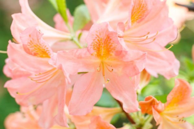 Rododendron (azalea) bloemen van verschillende kleuren in de lentetuin