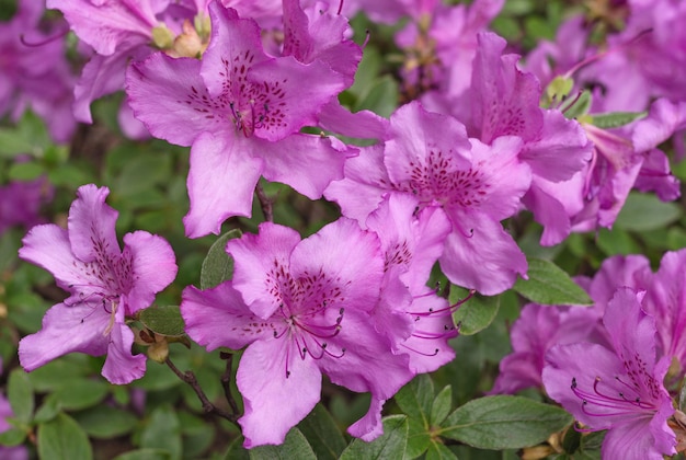 Rododendron roze bloemen