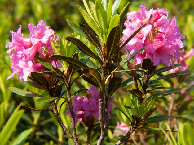 rododendron