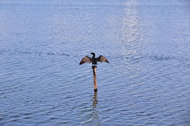 Rodrigo de Freitas Lagoon in Rio de Janeiro, Brazil