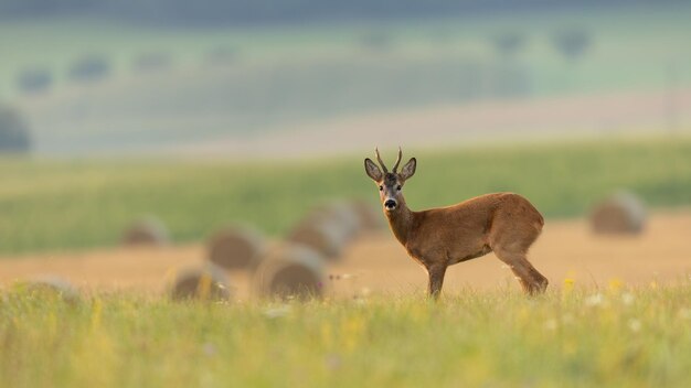 Roe deer back standing on a green meadow with blooming flowers