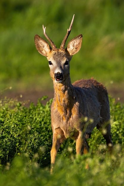 Roe deer buck approaching at sunrise