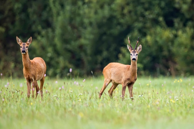 Roe deer and buck deer in a clearing