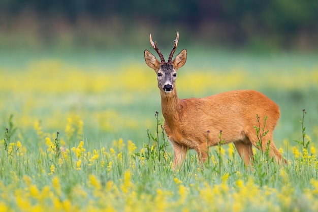 Roe deer buck facing camera on a flower covered lawn in wilderness