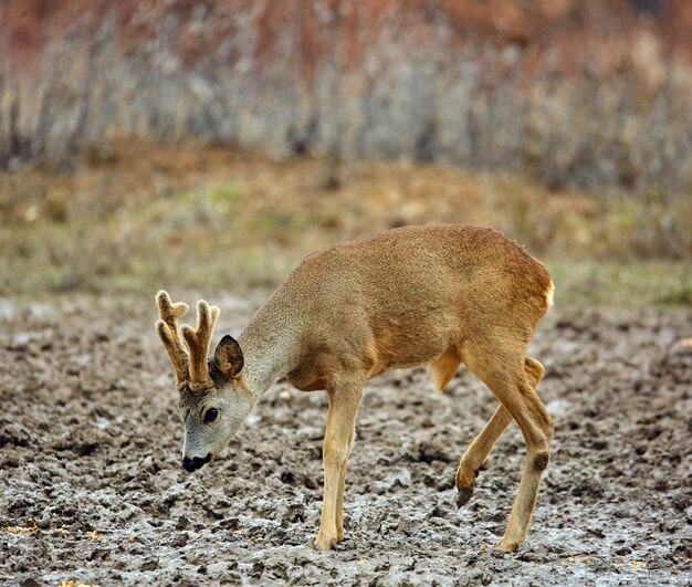 Roe deer and buck family in the forest, with selective\
focus