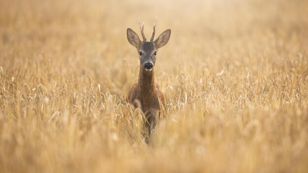 Roe deer buck illuminated by morning sun standing in wheat on a field in summer