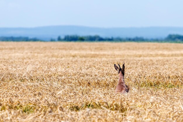 Roe Deer Buck jump in wheat field. Roe deer wildlife.