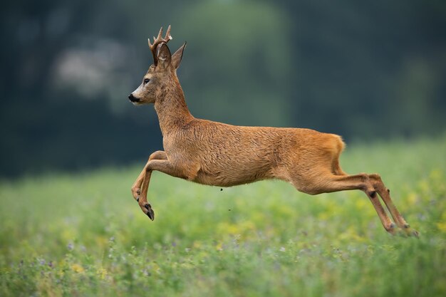 Foto roe deer buck loopt weg van gevaar in de zomer natuur