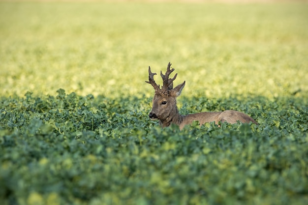 Photo roe deer buck resting on field