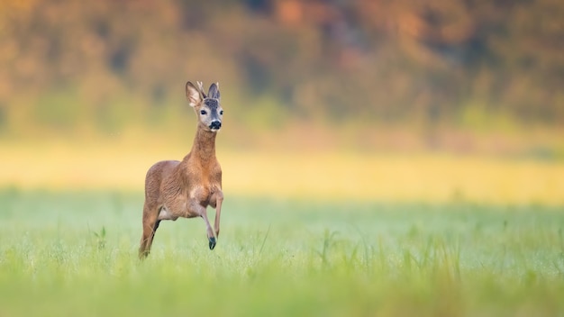 Dollaro di capriolo che corre veloce su un prato in estate illuminato dal sole del mattino