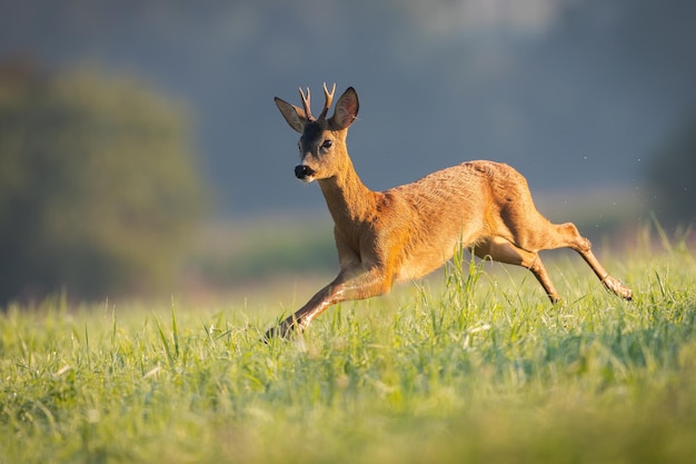 Roe deer buck running through a meadow wet from morning dew in summer