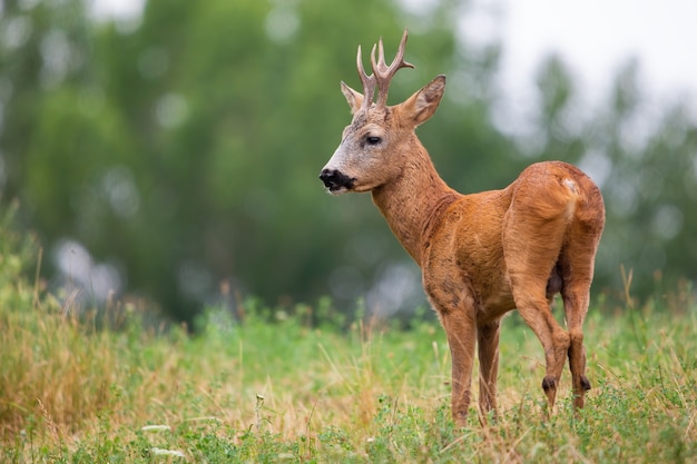 Roe deer buck standing on field in summer nature from back