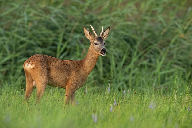 Roe deer buck standing on grassland in summertime nature