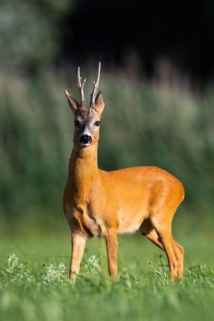 Roe deer buck standing on meadow in summer nature