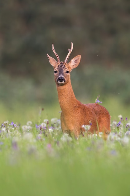 roe deer buck in summer between flowers