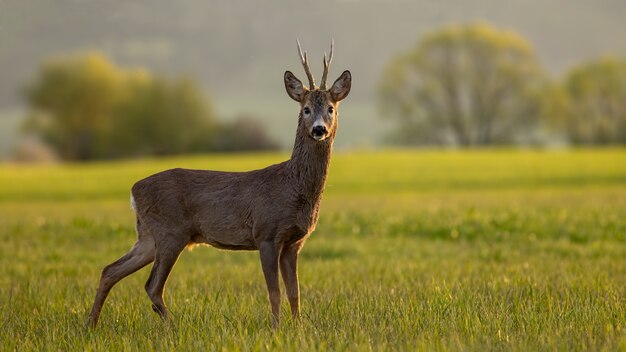 Roe deer buck at sunset.