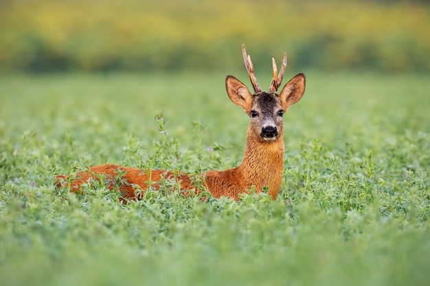 Roe deer buck in tall clover wet from dew