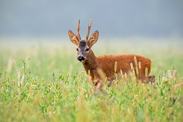 Roe deer buck walking in tall grass in summer