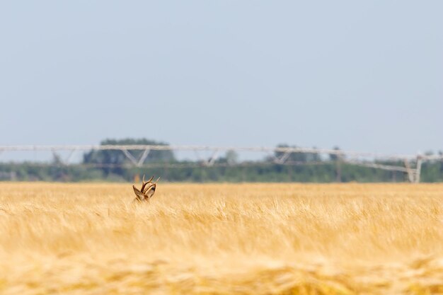 Roe Deer Buck in wheat field. Roe deer wildlife.