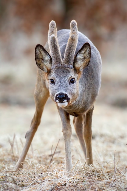 Photo roe deer buck with growing antlers covered in velvet