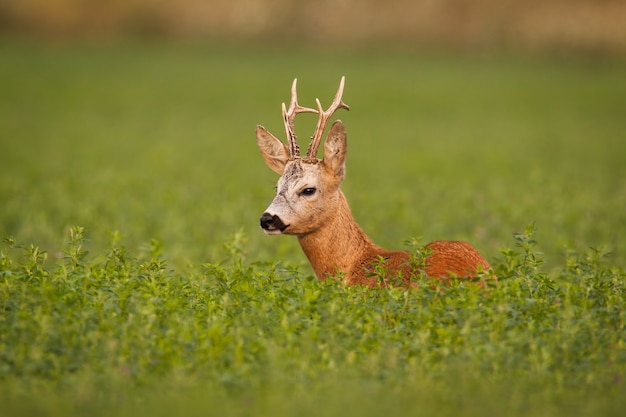 Косуля caprelous capreolus buck в клевере с зеленым размытым фоном