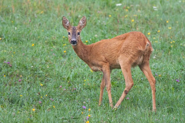 Roe deer capreolus capreolus doe in green meadow