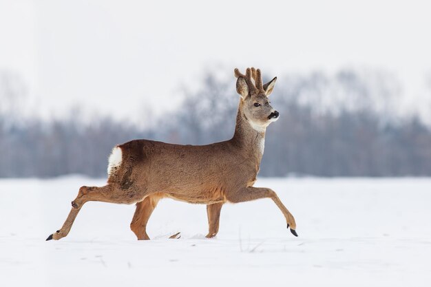 사진 겨울 에 눈 위 에 서 있는 capreolus capreolus 로우 사 ⁇