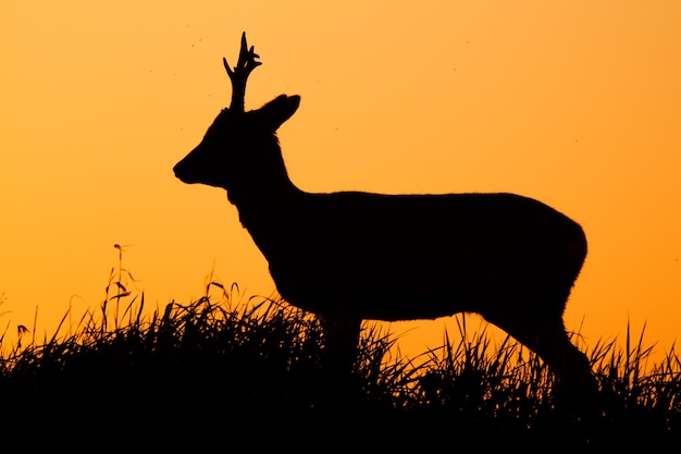 Photo roe deer capreolus capreolus male buck silhouette