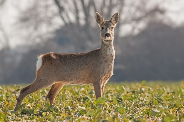 Photo roe deer capreolus capreolus in spring