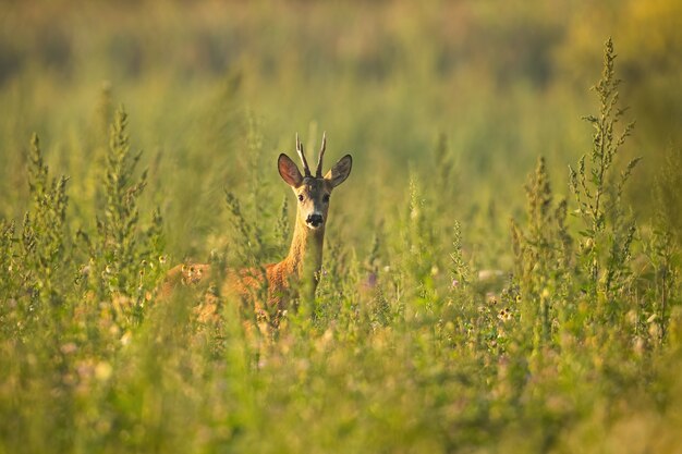 Roe deer, capreolus capreolus, standing on meadow in nature.