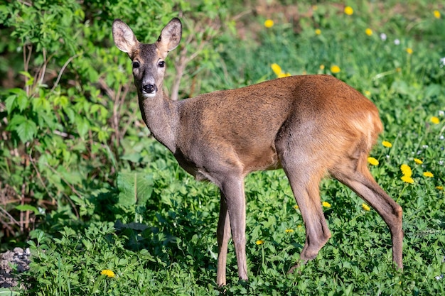 노루 Capreolus capreolus 자연 속의 야생 노루