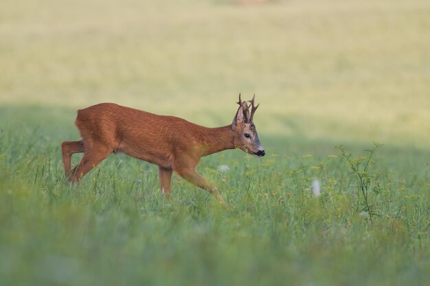 Photo roe deer capreolus capreolus