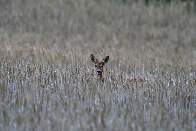 Roe deer Capreolus capreolus