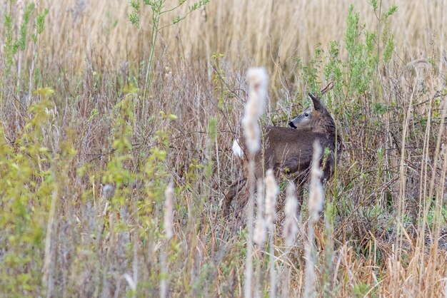 Roe deer capreolus capreolus