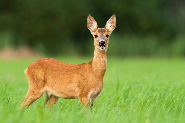 Roe deer chewing and standing in tall green grass on pasture.