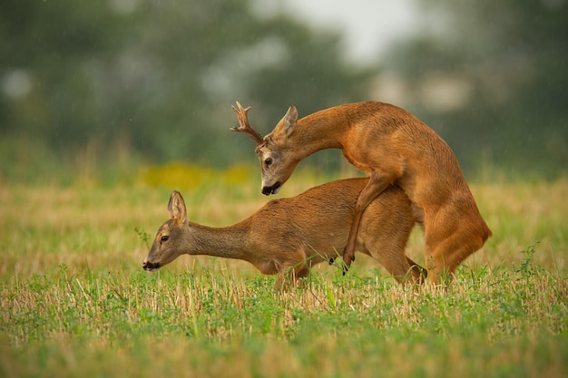 Roe deer couple copulating in matting season in summer