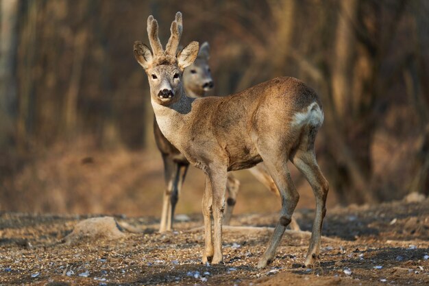 Roe deer couple with female and roebuck male foraging for food\
in the forest