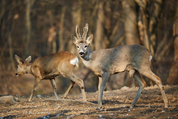 Roe deer couple with female and roebuck male foraging for food\
in the forest