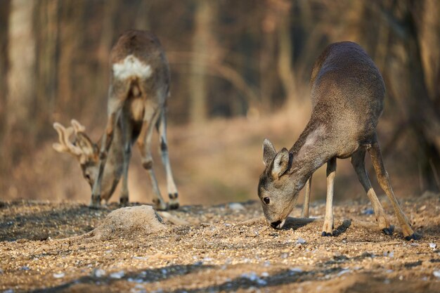 Roe deer couple with female and roebuck male foraging for food
in the forest