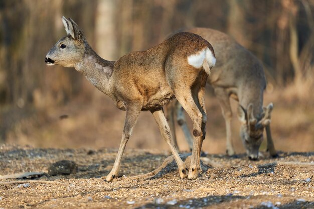 Roe deer couple with female and roebuck male foraging for food\
in the forest