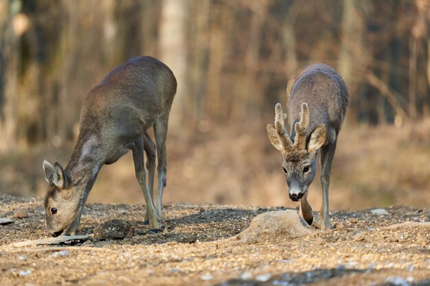 Roe deer couple with female and roebuck male foraging for food
in the forest