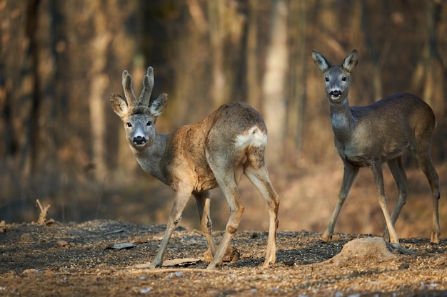 Roe deer couple with female and roebuck male foraging for food
in the forest