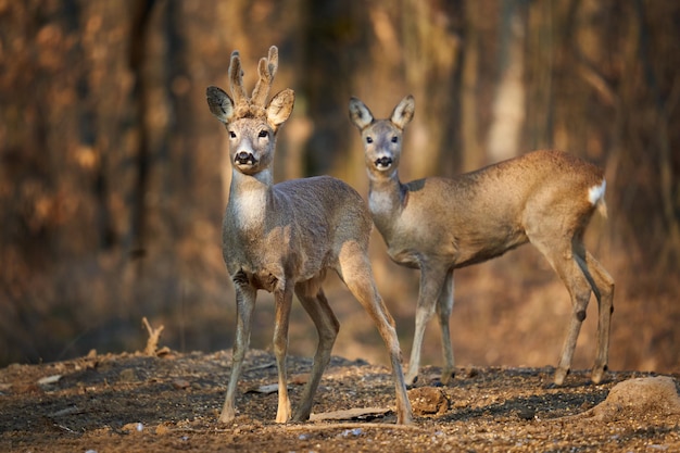 Roe deer couple with female and roebuck male foraging for food\
in the forest