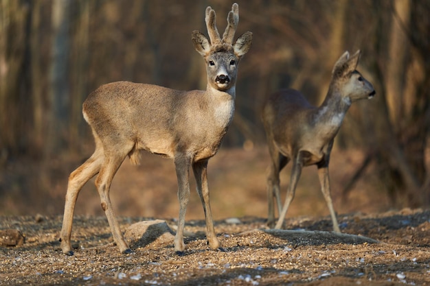 Roe deer couple with female and roebuck male foraging for food\
in the forest
